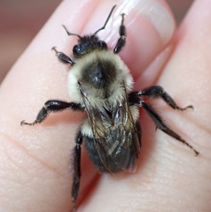 Bombus impatiens