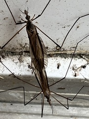 Tipula paterifera