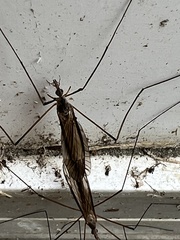 Tipula paterifera