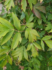 Paeonia peregrina