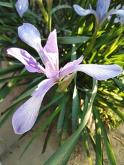 Iris oxypetala