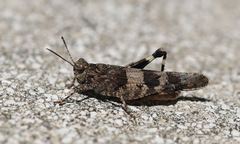 Oedipoda germanica meridionalis