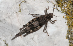 Oedipoda germanica meridionalis