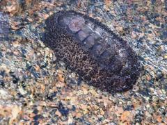 Acanthopleura testudo