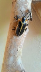 Mecistomela marginata