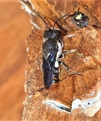 Megachile chrysorrhoea