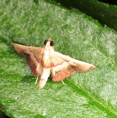 Endotricha repandalis