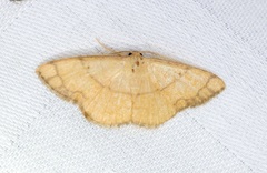 Pylargosceles steganioides