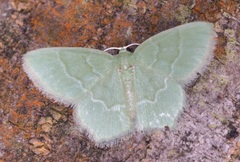 Idiochlora minuscula