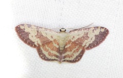 Idaea vacillata