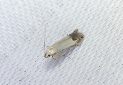 Proleucoptera