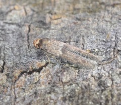 Blastobasis divulgata