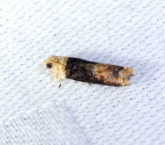 Hedya iophaea