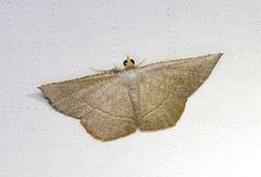 Plesiomorpha flaviceps