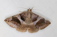 Bastilla arcuata