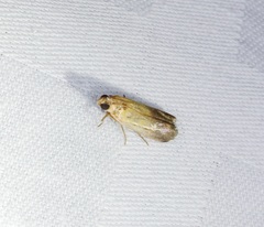 Piesmopoda semilutea