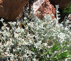 Helichrysum cylindriflorum