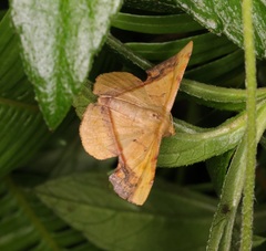 Fascellina plagiata