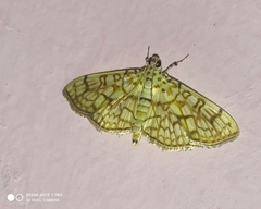 Lepidoptera
