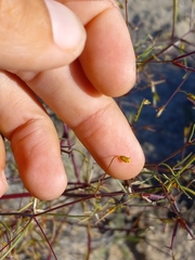 Dicranocarpus parviflorus