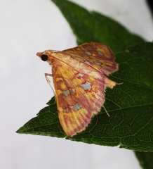 Ischnurges gratiosalis