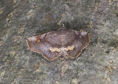 Throana pectinifer