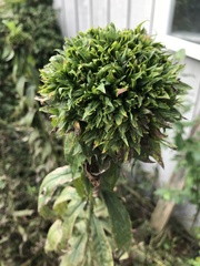 Rhopalomyia capitata