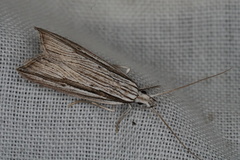Bida radiosella