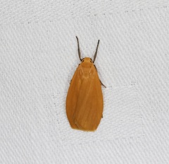 Manulea fuscodorsalis