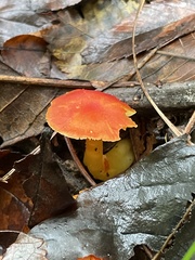 Hygrocybe