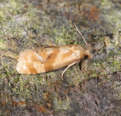 Gynnidomorpha pista