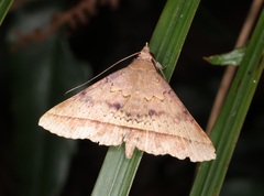 Hypospila bolinoides