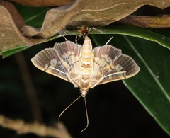 Uresiphita quinquigera