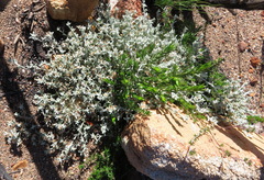 Helichrysum cylindriflorum
