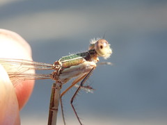 Lestes virens