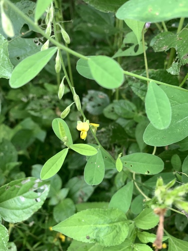 Image of Crotalaria albida by (c) 呂一起(Lu i-chi), some rights reserved (CC BY)