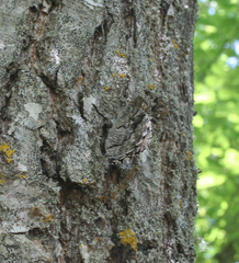 Hipparchia syriaca
