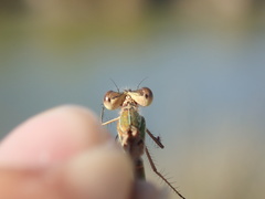 Lestes virens