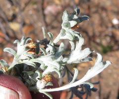 Helichrysum cylindriflorum