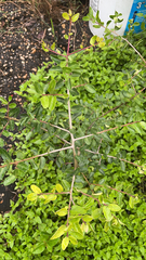 Magnoliopsida