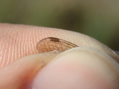 Lestes virens