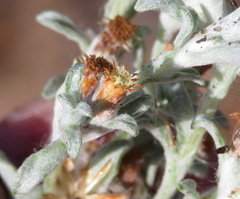 Helichrysum cylindriflorum