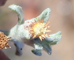 Helichrysum cylindriflorum