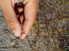 Dicranocarpus parviflorus