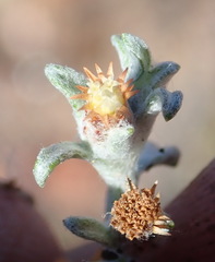 Helichrysum cylindriflorum