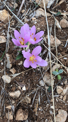 Colchicum
