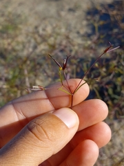 Dicranocarpus parviflorus