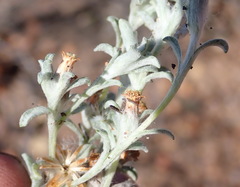 Helichrysum cylindriflorum