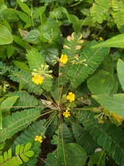 Biophytum sensitivum