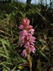 Satyrium nepalense